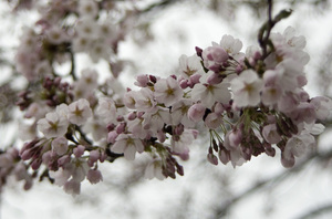 前森公園　桜　2013.5 .jpg